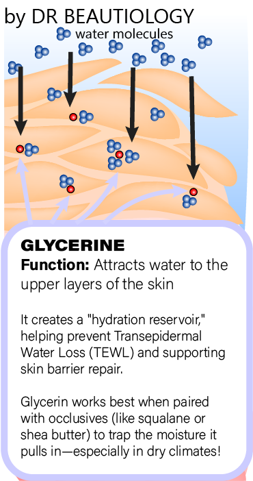 Infographic illustrating how glycerin hydrates the skin. It depicts water molecules binding to glycerin in the stratum corneum. A tip at the bottom advises pairing glycerin with occlusives like squalane or shea butter to seal in hydration.