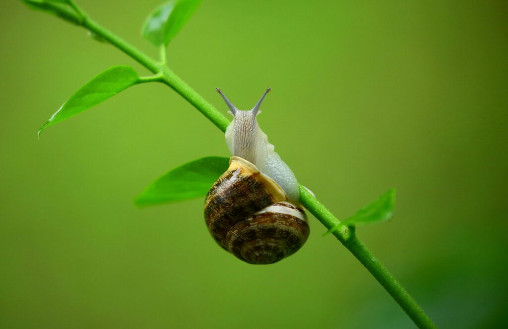 Close-up of a snail, highlighting the natural source of snail mucin used in skincare for hydration, repair, and anti-aging benefits.