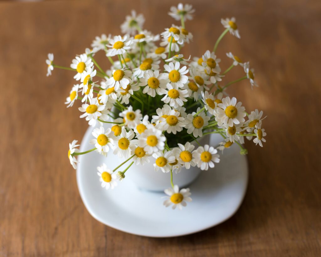 When selecting a bisabolol skincare, check the label for "natural alpha-bisabolol" to ensure you're getting the more potent, skin-soothing form.
Image of chamomile flowers in a teacup