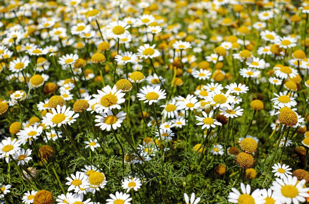 Bisabolol and skin brightening explained: the chamomile-derived ingredient that gently reduces dark spots. Learn the science, studies, and best uses.