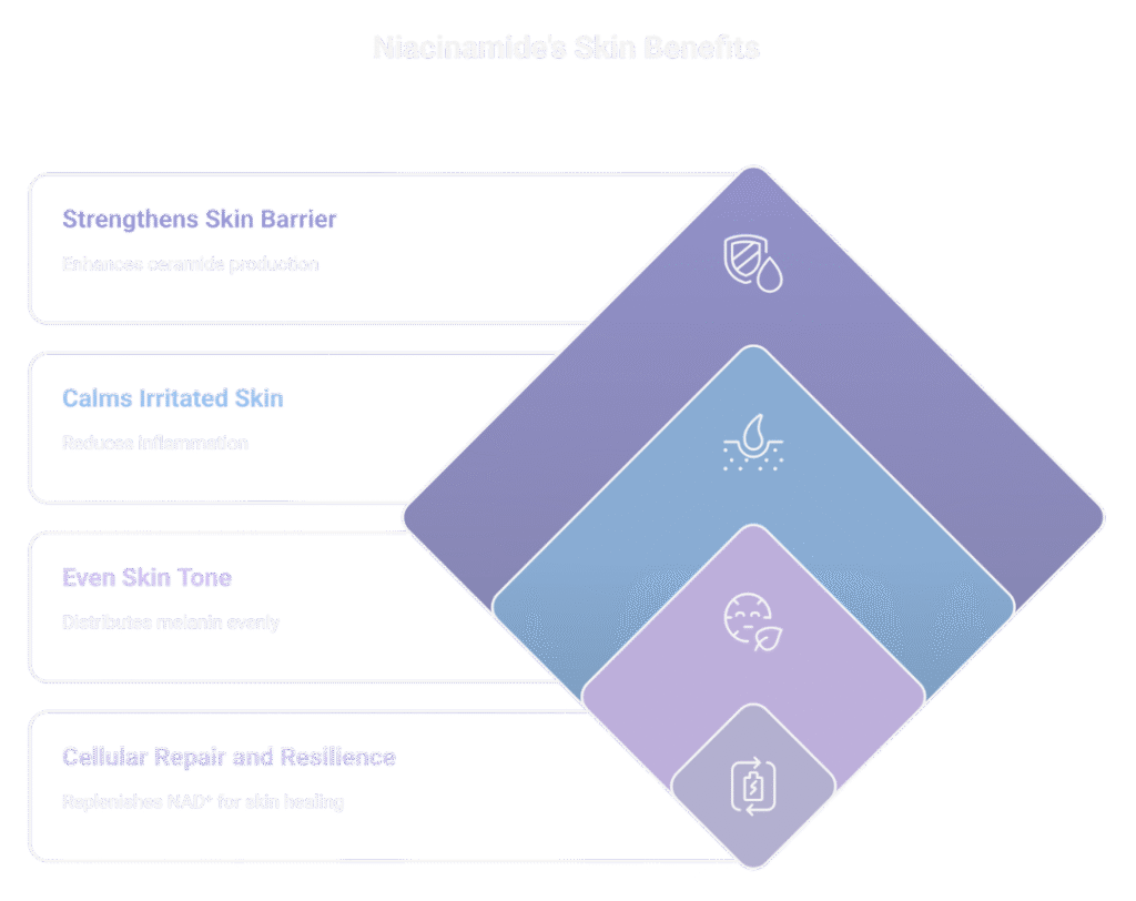 What Niacinamide Actually Does for Your Skin

Let’s move beyond claims and look at what peer-reviewed studies actually show about niacinamide’s effect on the skin.

It Strengthens the Skin Barrier

The outer layer of your skin is your first line of defence. Niacinamide enhances the production of ceramides, filaggrin, and other key proteins that fortify this layer. As a result, skin becomes better at holding onto moisture and less reactive to environmental stressors. Studies have shown improvement in transepidermal water loss and hydration, particularly in sensitive skin and rosacea-prone skin.

It Calms Irritated Skin

Niacinamide helps regulate inflammation at the cellular level. It reduces the expression of inflammatory cytokines like TNF-α and IL-8, which are often elevated in conditions like acne, rosacea, and even sun-damaged skin. This anti-inflammatory action is subtle but sustained, making it suitable for long-term use.

It Helps Even Skin Tone

Rather than bleaching or suppressing melanin production entirely, niacinamide targets the transfer of melanin between skin cells. This results in a more even distribution of pigment and a gradual fading of sun spots and post-inflammatory discolouration. It does this without the irritation often associated with ingredients like hydroquinone.

It Supports Cellular Repair and Resilience

One of niacinamide’s lesser-known strengths lies in its ability to replenish NAD⁺. By doing so, it helps the skin repair oxidative stress, support enzymatic functions, and maintain resilience after UV exposure. This indirect antioxidant support doesn’t just defend your skin—it enables it to heal more efficiently.