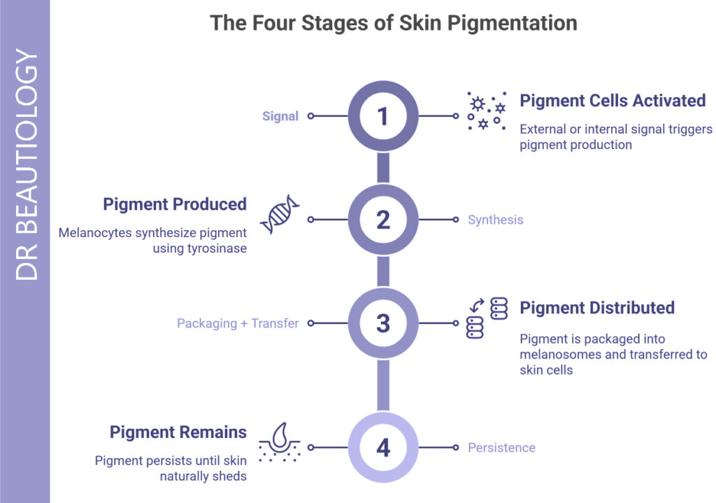 Signal: something tells pigment cells to switch on (often light exposure, inflammation, hormones).

Synthesis: pigment is produced inside melanocytes. (This is where the enzyme tyrosinase matters.)

Packaging + transfer: pigment is packaged into melanosomes and transferred to surrounding skin cells.

Persistence: pigment sticks around until the skin naturally sheds it.