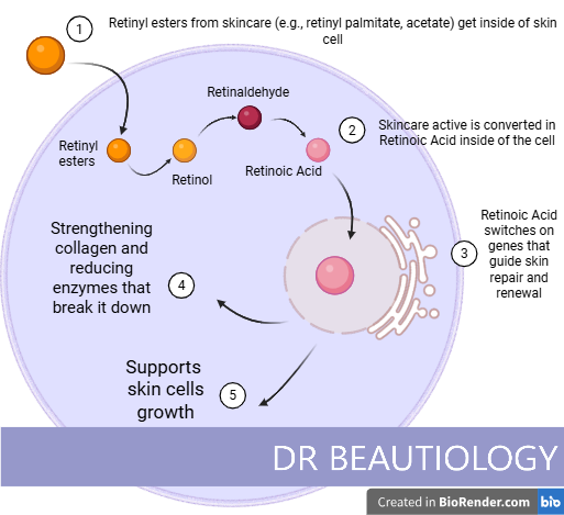Once applied, enzymes in your skin convert retinol into retinaldehyde, and then into retinoic acid—the active form your skin cells recognise. Retinoic acid then switches on specific genes that support repair and renewal. This conversion pathway explains why retinol works, though usually a bit more gently than prescription retinoic acid.