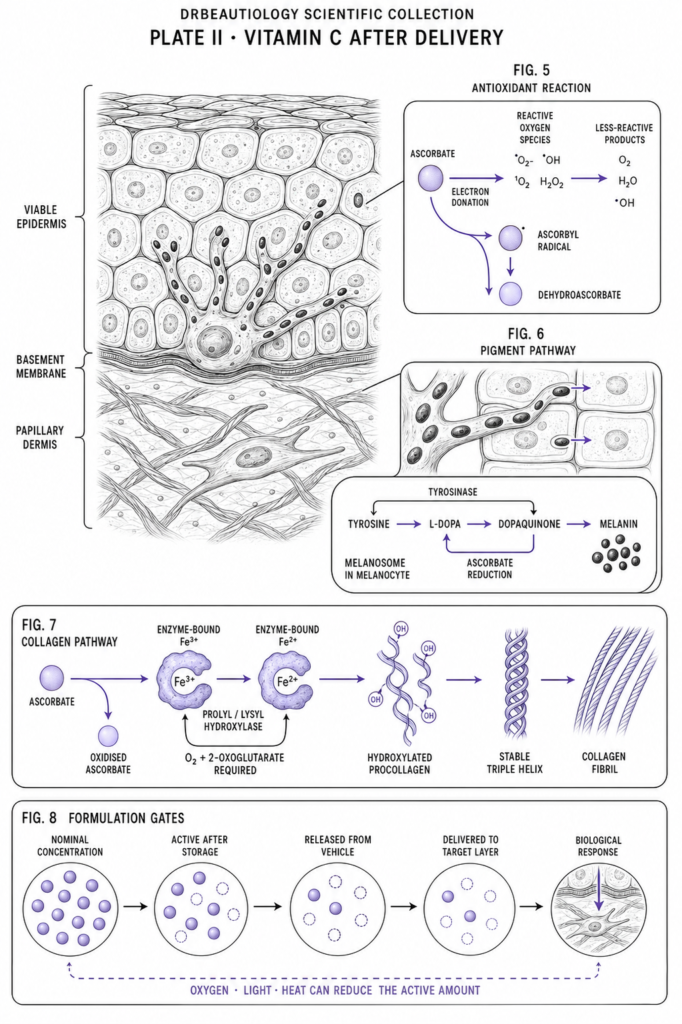 **Plate II. Vitamin C after delivery.** The skin section places the illustrated processes within the viable epidermis and papillary dermis. Fig. 5 shows representative antioxidant chemistry. Ascorbate can donate an electron to selected oxidants, forming the ascorbyl radical; further oxidation produces dehydroascorbate. This simplified pathway does not imply that ascorbate reacts directly or identically with every reactive oxygen species. Fig. 6 shows melanosomes moving from a melanocyte into neighbouring keratinocytes. Tyrosinase catalyses the conversion of tyrosine to L-DOPA and then dopaquinone. Ascorbate can reduce dopaquinone back to L-DOPA, which can delay downstream melanin formation. This is different from proving direct tyrosinase inhibition in human skin. Fig. 7 uses one diagrammatic enzyme symbol for the separate prolyl and lysyl hydroxylases. Ascorbate restores enzyme-bound iron from Fe³⁺ to the catalytically competent Fe²⁺ state. Oxygen and 2-oxoglutarate are also required for hydroxylation. Proline hydroxylation stabilises the collagen triple helix, while lysine hydroxylation contributes to later collagen organisation and crosslinking. Fig. 8 shows why the percentage printed on a product cannot predict the response by itself. Vitamin C must remain active during storage, leave the vehicle and reach the relevant skin compartment before it can participate in these reactions. The molecule counts are conceptual rather than quantitative. Schematic, not to scale.