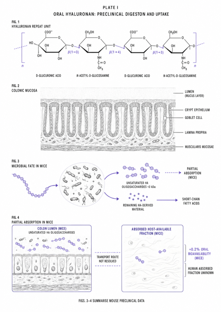 **Plate I. What happens to oral hyaluronan during digestion.** Hyaluronan consists of alternating D-glucuronic acid and N-acetyl-D-glucosamine units. In mice, gut bacteria broke most ingested high-molecular-weight hyaluronan into small unsaturated oligosaccharides, mainly disaccharides. About 0.2% entered systemic circulation, while HA-derived fragments remained below detection in the skin. Supplementation also increased the short-chain fatty acids propionate and butyrate. The intestinal transport route remains unresolved, and comparable human absorption data are still needed. Figures 3 and 4 show mouse findings.

